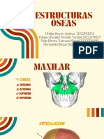 Estructuras Óseas-Oclusion