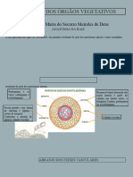 ANATOMIA DOS ÓRGÃOs VEGETATIVOS