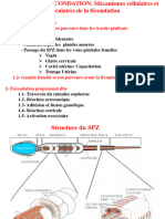 CHAPITRE II Fécondation Mécanismes Cellulaires Et Moléculaires2