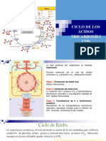 Ciclo de Krebs Unidad 1