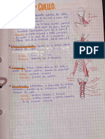 Musculos Principales Del Cuello TR