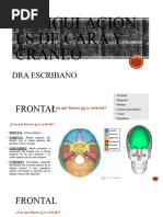 Articulaciones de Cara y Cráneo