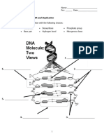 DNA Structure and Replication Worksheet