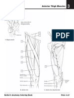 Netter's Anatomy Coloring Book