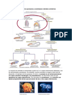 Tema 22 Biología