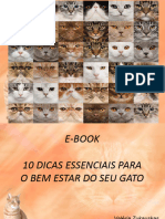 10 Dicas Essenciais para o Bem Estar Do Seu Gato