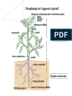 Chapitre II: Morphologie de L'appareil Végétatif