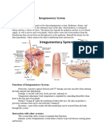 Integumentary System