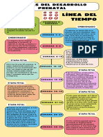 Linea Del Tiempo - Desarrollo Prenatal