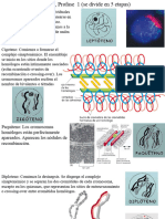 Clase Mitosis y Meiosis 2014 Parte 3