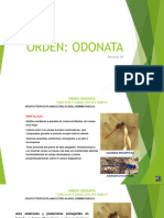 Orden - Odonata - Entregable 3