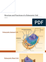 9 - Eukaryotic Cell - 2022 