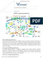 MAPK Signaling Pathway - Cusabio