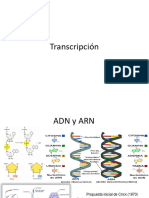 Transcripcion