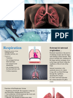 05 Respiratory System