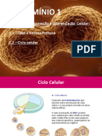 1.2 - Ciclo Celular