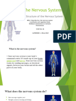 The Nervous System