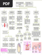 Mapa Sobre Embriogenesis Humana