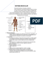 SISTEMA MUSCULAR Muscular System