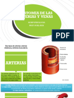 Anatomia de Las Arterias y Venas