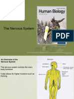 Nervous System