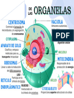 Función de Las Organelas