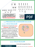 Ciclo Celular