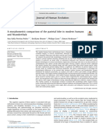 A Morphometric Comparison of The Parietal Lobe in Modern Humans and Neanderthals 2020 32c 628h