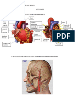 Anatomía y Fisiología Circulatoria