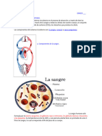 El Sistema Circulatorio