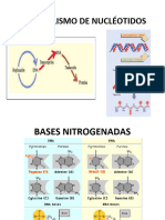 Metabolismo de Nucléotidos