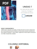 Unidad 7 Neuroanatomia