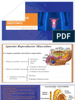 Sietema Reproductor Masculino