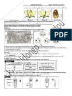 Spermaphyte