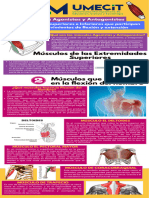 Infografía de Los Músculos Agonistas y Antagonistas