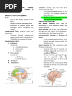 Anaphy NS-BrainCranialNerves