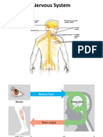 Nervous System