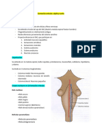 Formacion Reticular