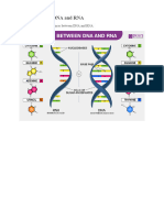 Differences Between DNA and RNA