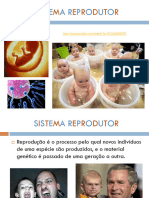 Sistema Reprodutor