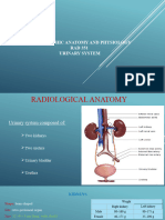 Lect 4 Urinary System