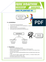 El Reino Plantae Angiospermas para Segundo de Secundaria