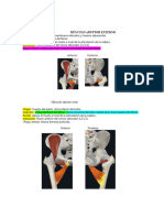 Anatomía Músculos Del Muslo