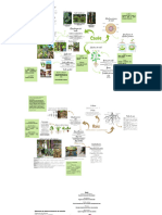 Mapa Mental: Caule, Raiz e Germinação