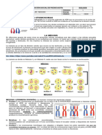 Actividad 5. Meiosis