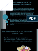 Estructura y Función de Los Organismos Pluricelulares