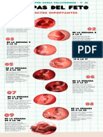 Infografía Del Feto - Villavicencio Vera Karla Camila - 4°JBG