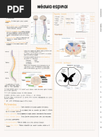 Médula Espinal