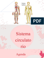 Sistema Circulatorio