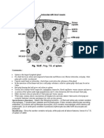 TS of Mammalian Spleen, Thymus and Lymph Nodes